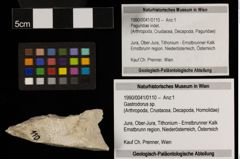 Foto (Objekt + Etiketten) von Gastrodorus sp. (NHMW-GEO-1990-0041-0110)